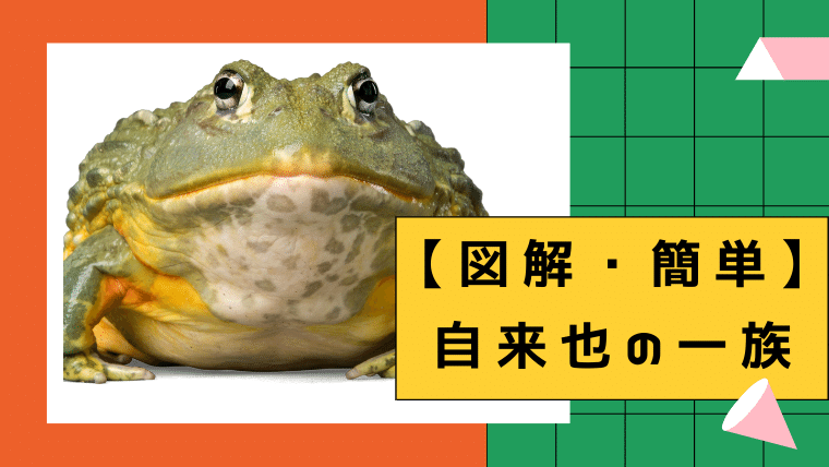 図解 簡単 自来也の一族を紹介 1人のみ ナルトの疑問99 D